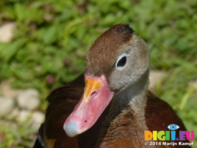 FZ006072 Pink beaked duck